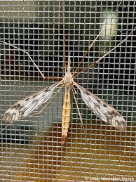 Craning for the Fliers | wondermyway