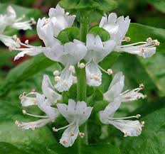 Image result for Ocimum basilicum