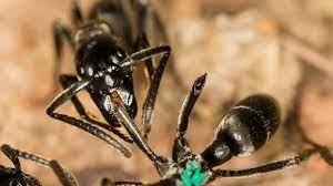 They are most commonly black, although some species are red, red and black, or brown. Study Says Ants Nurse Wounded Warriors Back To Health Cgtn