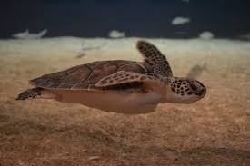 Even though they can't walk any faster than any other turtle, in the water, they are the fastest swimming reptile on earth, reaching up to 20 mph. Sea Turtle Facts Sea Turtle Exploration