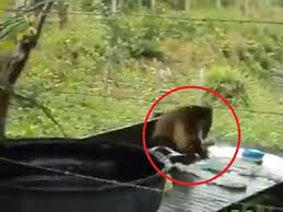 Maybe you would like to learn more about one of these? Viral Videos Monkey Video Beyond Bananas Monkey Filmed Washing Clothes Like Humans Video Draws Hilarious Reactions Trending Viral News