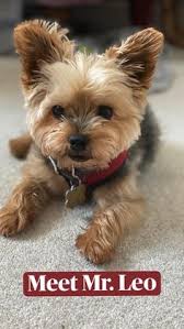 4 seater round dining table australian terrier breeders. Anita Foor Nefoor Profile Pinterest