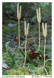 Image result for Lycopodium