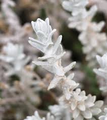 Image result for Cressa cretica