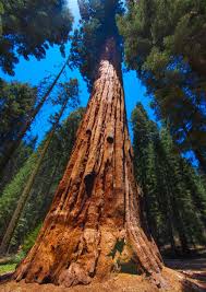 Maybe you would like to learn more about one of these? Sequoia National Park Wallpapers Wallpaper Cave