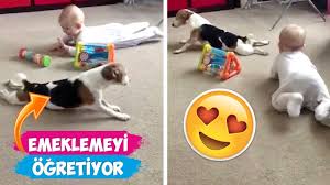 Bebeklere Emeklemeyi Ogreten Kopekler 2018 Derleme Eglenceli Anlar Youtube