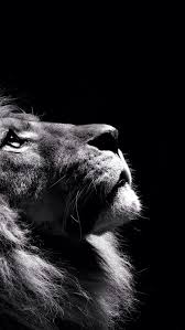 Canto De Oracao Instagram Cantodeoracao Um Cantinho Para Refletir Na Presenca De Deus Fond Ecran Animaux Photographie De Lion Photo Fond Ecran