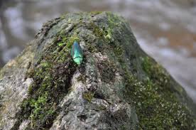 彩虹叩头虫 turquoise ring jewelry rings