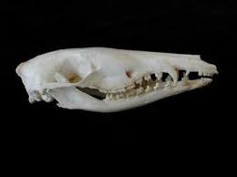 Pin On Marsupial Skulls