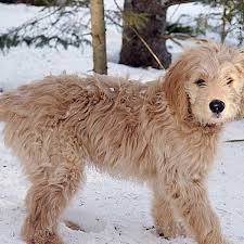 Create a second seating area or from decorating a room to building a custom home, houzz connects millions of homeowners, home design enthusiasts and home improvement. Four Facts About Hybrid Dogs Unethical Breeders Don T Want You To Know Pethelpful