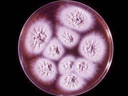 Image result for Erythrococca trichogyne