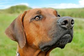 If you've accidentally trimmed of your dog's whiskers, or you notice they're missing after coming home from the groomers, you don't have to worry too much. What Are Dog Whiskers For The Dog People By Rover Com