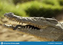 Crocodile In Crocs Online Sale Up To 55 Off