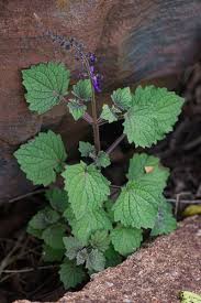 Image result for Equilabium stenophyllum