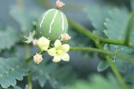 Image result for Diplocyclos