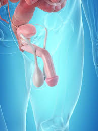 Anatomytools.com provides highly detailed male and female anatomical reference models, artist busts, instructional. Male Penis Anatomy Art Print By Sciepro