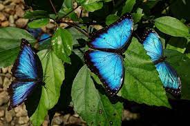 Download in under 30 seconds. The Blue Butterfly That Isn T Really Blue 42courses Com