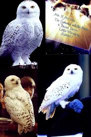 Birds Of A Feather 2019 Cast Hedwig Harry Potter Owl Harry Potter Poster Harry Potter Hedwig