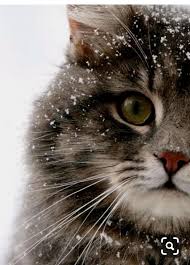 Ben Ozlemedimki Seni Kedi Ozledi Cute Kittens Kedileri Seviyorum Guzel Kediler