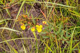 Image result for Chamaecrista plumosa