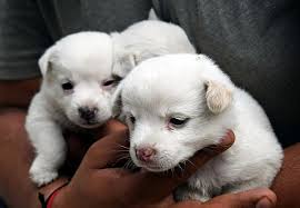 Check spelling or type a new query. Suss Neugeborene Welpen Klein Saugling Baby Welpe Hund Kind Jung Suss Pikist