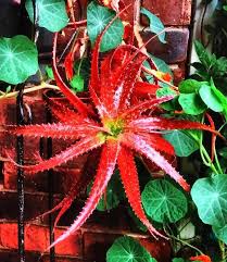 Image result for Aloe bicomitum