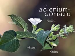 Image result for Jacquemontia paniculata