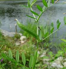 Image result for Vicia