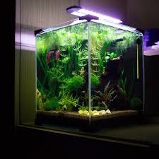 If the room in which the tank natural plants are an excellent choice for your betta's home and your fish will appreciate your. 20 Liter Planted Betta Tank Plantedtank