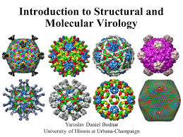 Daniel bodnar ретвитнул(а) blake robbins. Introduction To Structural And Molecular Virology Yaroslav Daniel Bodnar University Of Illinois At Urbana Champaign Ppt Download