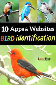 Maybe you would like to learn more about one of these? 10 Apps Websites For Bird Identification Bird Identification Science Activities For Kids Science For Kids