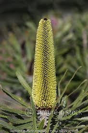 Image result for Banksia attenuata