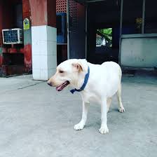 Maybe you would like to learn more about one of these? Pin On Adopt A Pet India