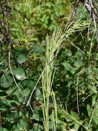 Image result for Turritis glabra