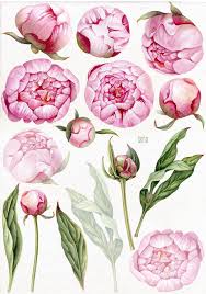 Watercolor Pink Peony Flowers In 2020 Peony Art Floral Watercolor Peony Illustration