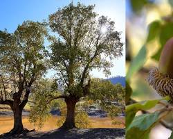 Oak forests in Kurdistan