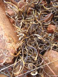 Image result for Xerophyta humilis