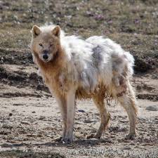 What is my favorite animal? The Arctic Wolf. My reasons are biased from  several unforgettable encounters during the 128 days my friend  @clarkhcarter and I spent hauling our carts across the remote