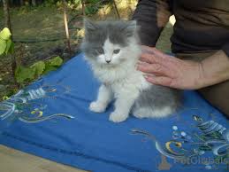 Find a siberian cats for sale on gumtree, the #1 site for 2 grey masquerades and russian blue are girls. Siberian Cat For Sale In The City Of Kharkov Ukraine Price Negotiated Announcement 7711