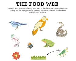 The food chain refers to a natural system by which energy is transmitted from one organism to another. Food Chain And Food Web Witknowlearn