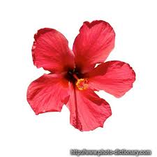 Bunga raya merupakan bunga kebangsaan malaysia. Lukisan Pokok Bunga Dalam Pasu Cikimm Com