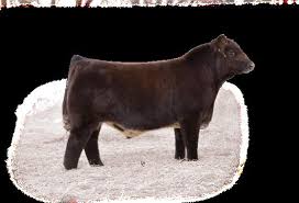 Image result for Dark Brown 1953 Galbreath Company