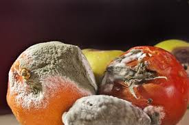 Was hat es mit privaten gruppen auf sich? Schimmelware In Supermarkten Als Tagesfrisch Angeboten Ndr Reporter Decken Auf Supermarkt Edeka Frisch