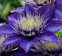 I planted it very deep. Multi Blue Clematis 1 Gallon Trellis Vines Perennial Clematis All Gardener Direct