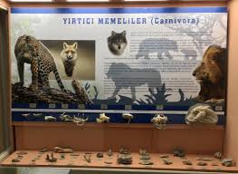 Turkmenoglu Alisveris Merkezi Adli Kullanicinin Hayvanlar Ve Evcil Hayvanlar Alemi The World Of Animals And Pets Panosundaki Pin 2020 Evcil Hayvanlar Hayvanlar Memeliler