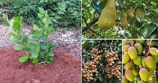 Ketika memilih pohon yang akan ditanam, konfirmasikan dulu dengan penjualnya, apakah pohon buah pilihan anda cocok dengan lingkungan tempat anda akan menanam. Tip Tanam Anak Pokok Buah Di Rumah Supaya Pokok Hidup Subur Vanilla Kismis