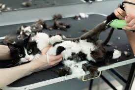 Kedi Trasi Nasil Yapilir Miyavliyo