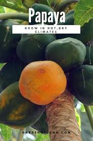 'early gold', 'blenheim', 'royal', 'chinese', 'tilton', 'floragold' (a dwarf variety), and 'newcastle'. Pin On Gardening