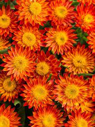 But you shouldn't ignore orange blooms. Top Orange Annual Flowers For Your Garden Hgtv