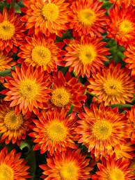 Ulex (commonly known as gorse, furze, or whin) is a genus of flowering plants in the family fabaceae. Top Orange Annual Flowers For Your Garden Hgtv